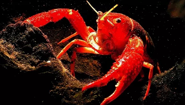小龍蝦vs火鍋，誰(shuí)才是餐飲界扛把子？